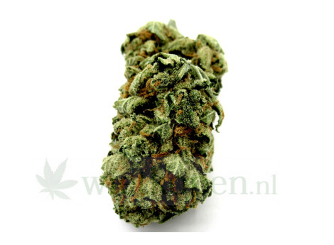 amnesia-haze-wiet-kopen